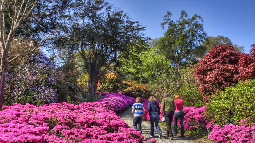 A family walking past bright pink flowers in Mount Congreve Gardens, Co. Waterford