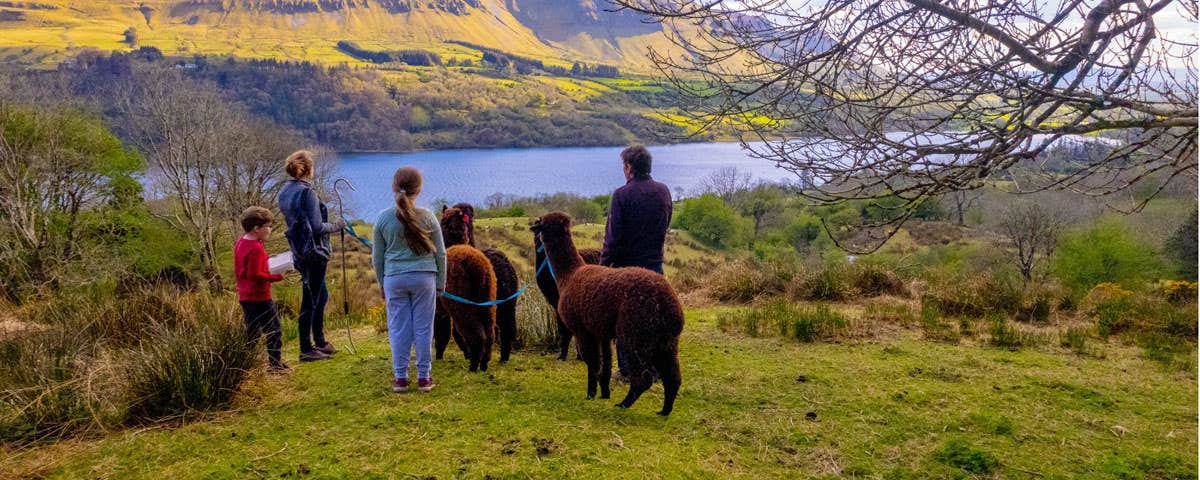 A family on an alpaca walk overlooking Glencar lake