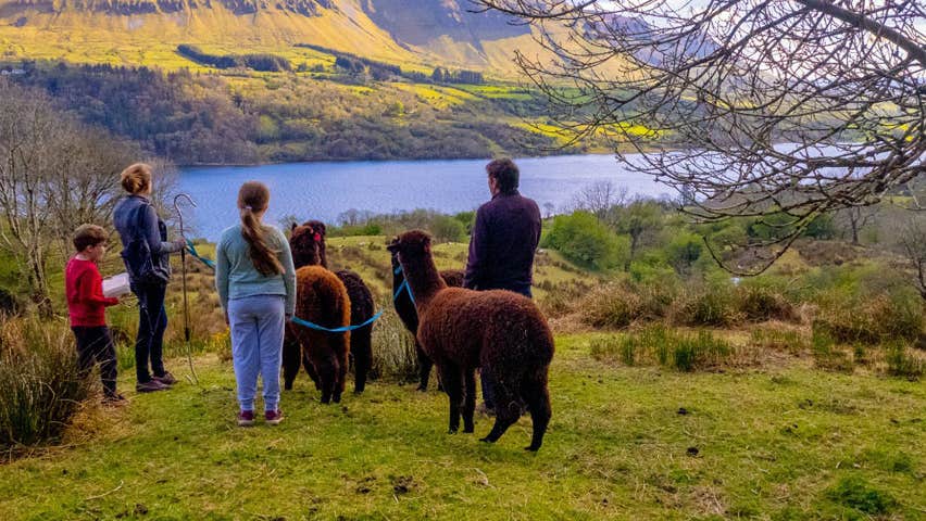 A family on an alpaca walk overlooking Glencar lake