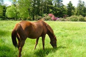 Weatherbys Ireland, Kildare