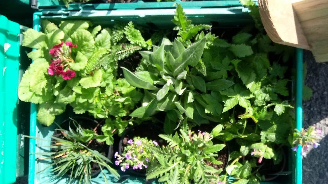 Selection of plants in a box ready for sale