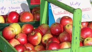 Apples on sale at the Boyle Origin Farmer's Market