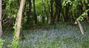 Woodland scene