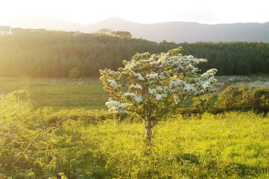 Tree in sunshine