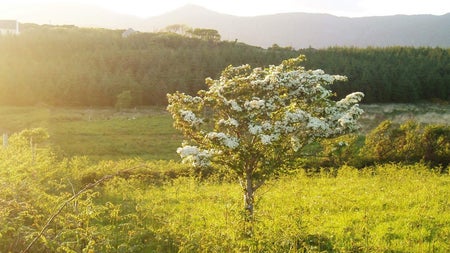 Tree in sunshine