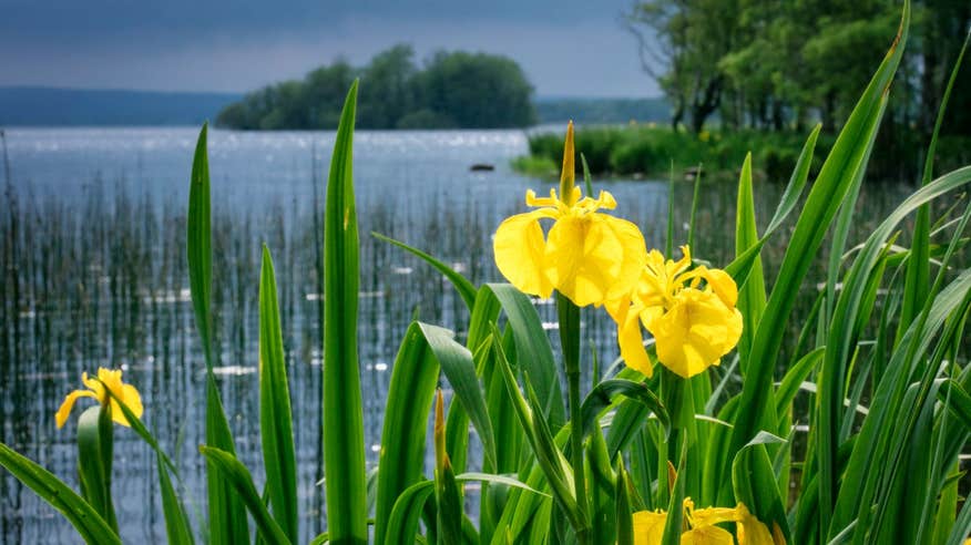 Daffodils in Portumna Forest Park beside Lough Derg, Galway.