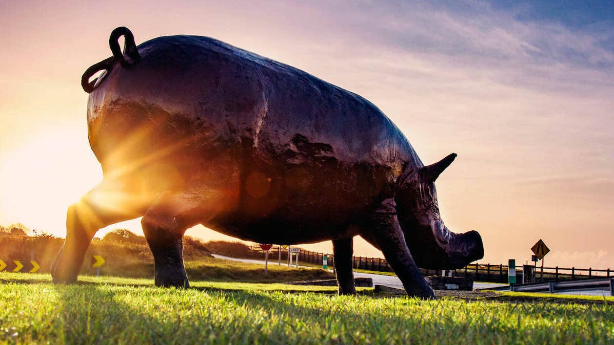 Photo of a statue of a large bronze type pig on some grass walking with it's nose down against a setting sun behind it