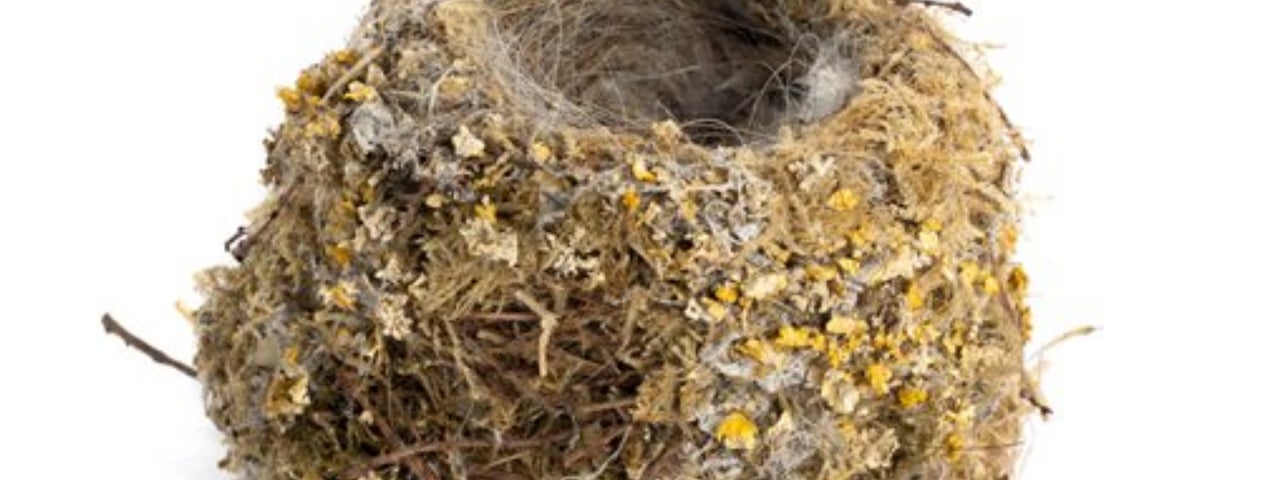 A wren's nest (Troglodytes troglodytes). Wrens usually build domed nests. This nest appears flattened due to its photographed orientation.