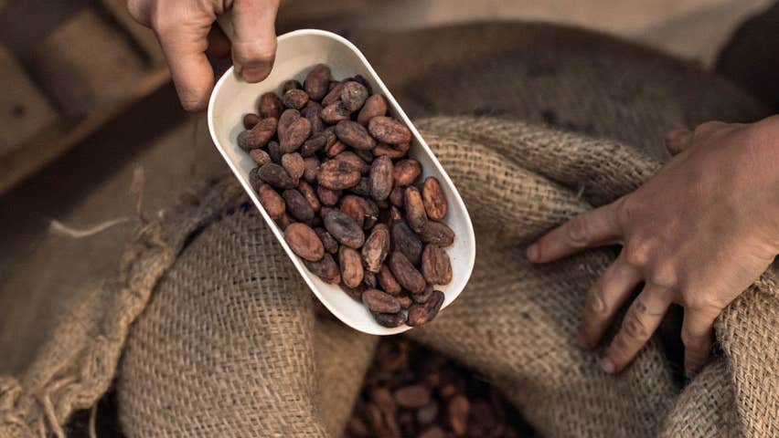 Scooping cocoa beans from a sack for chocolate making