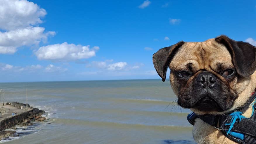 Dog beside the sea in Cahore