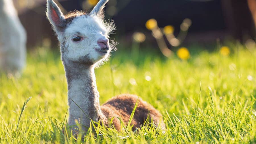 A young alpaca lying in the grass