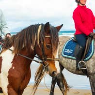Horses on the beach in Sligo.