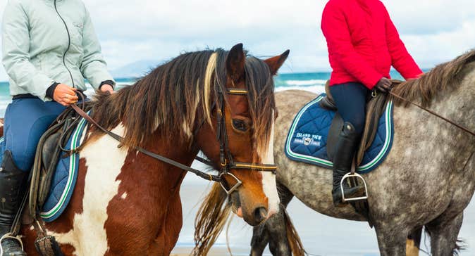 Horses on the beach in Sligo.