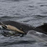 Blasket Islands Eco Marine Tours