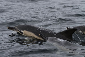 Blasket Islands Eco Marine Tours, Kerry