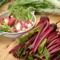 Image of organic radishes, rhubarb and bok choy