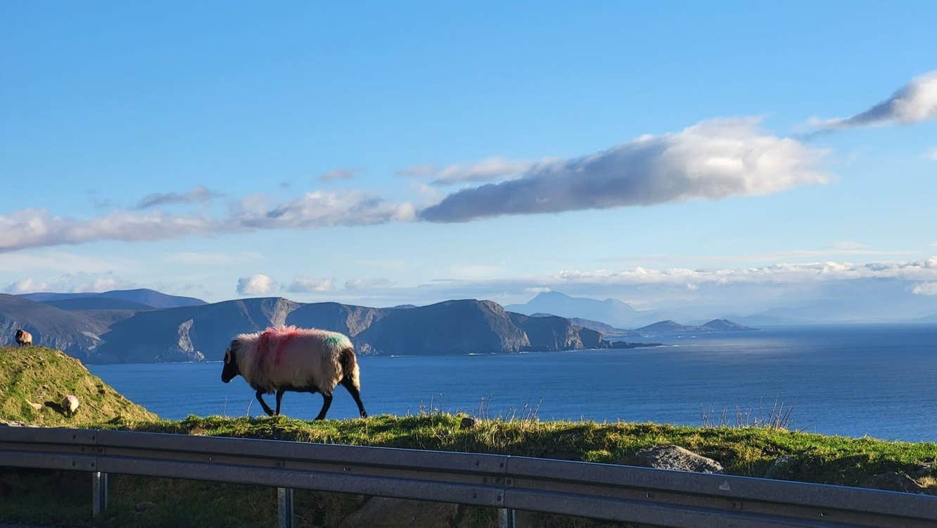 A sheep walking along a grassy ridge with a coastal view in the background