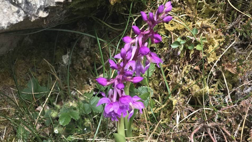 Close up view of a purple wild flower in a mossy setting.