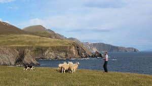 Away to Me Sheepdog Demonstrations