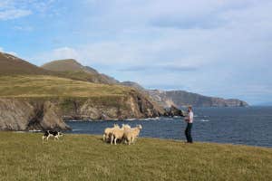 Away to Me Sheepdog Demonstrations, Malin Beg, Donegal