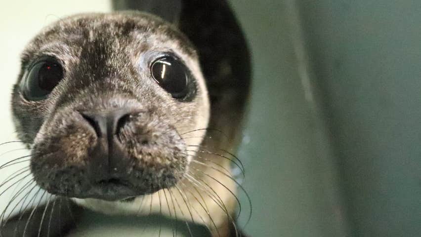 A seal in the rescue centre wet suite