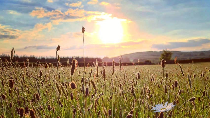 A natural meadow at sunset