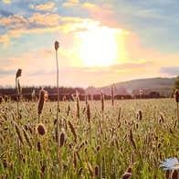 A natural meadow at sunset