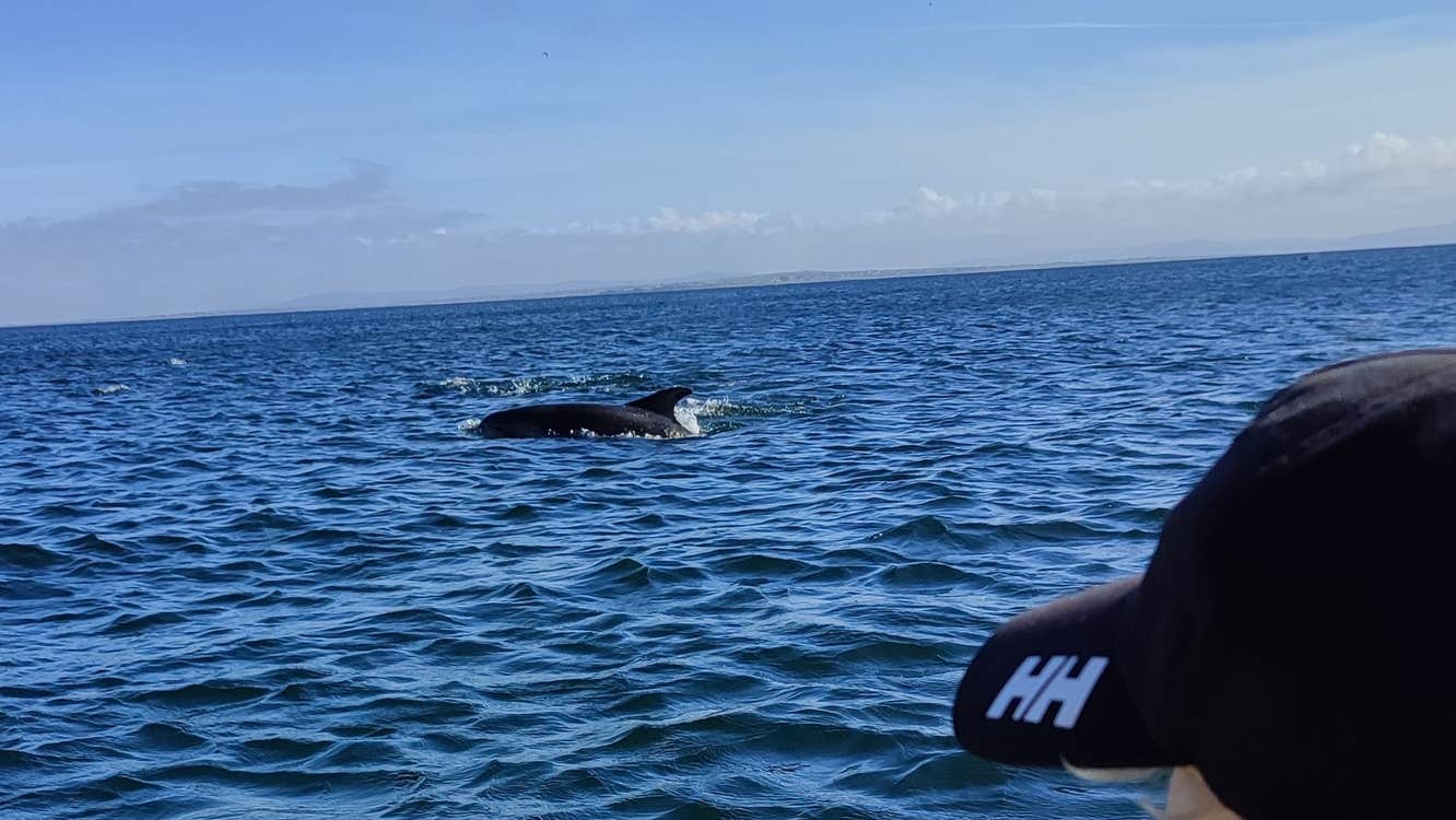 Child wearing a black baseball hat looking at a dolphin in the sea