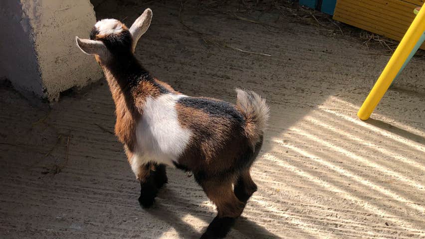 Baby goat at Shrule Pet Farm Gorey County Wexford