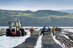 DK Connemara Oysters Farm Tour