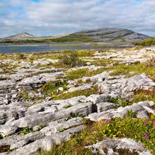 Image of The Burren