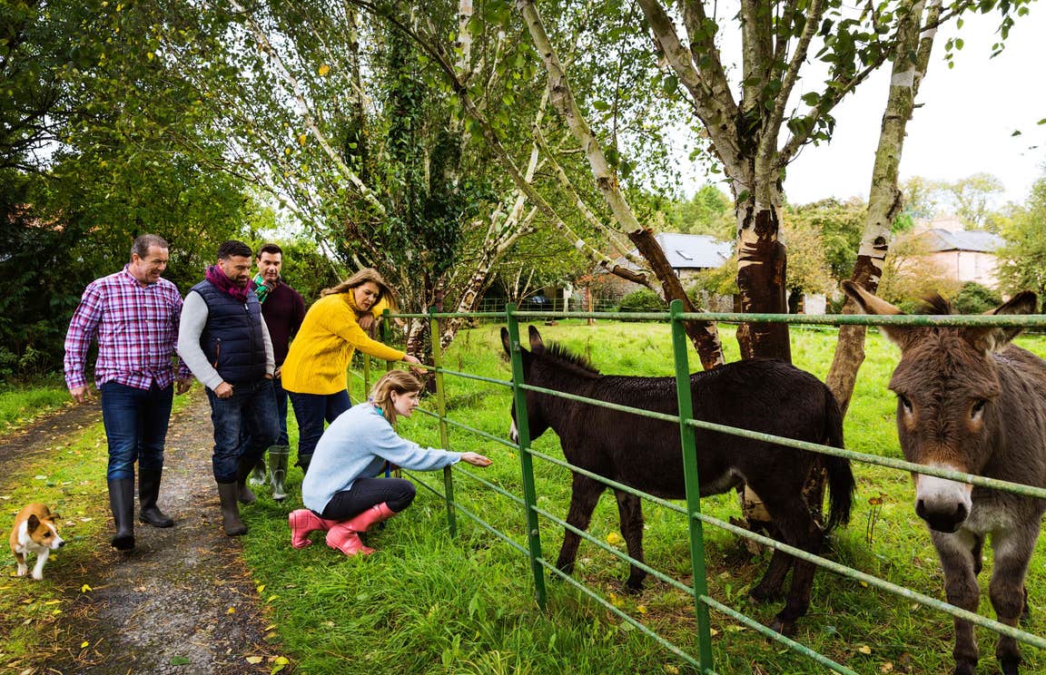 People petting donkeys at a farm in County Limerick