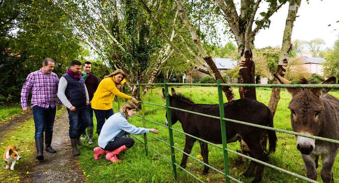 People petting donkeys at a farm in County Limerick