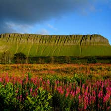 Flowers growing at the base of Benbulben in Sligo