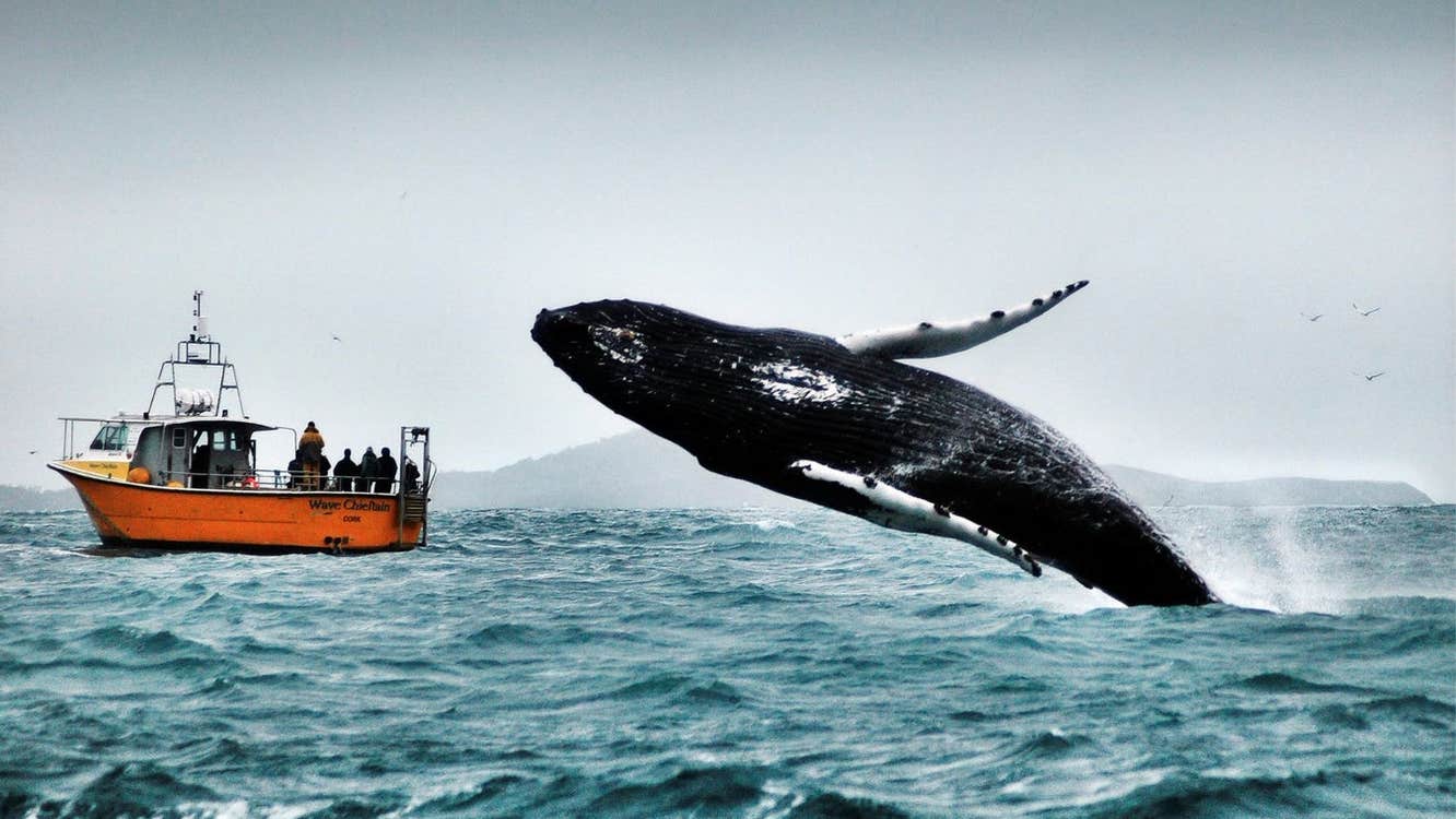 A whale rising up out of the water as a boat tour group watches