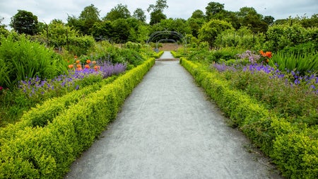 A wide path through a garden with plants and shrubs either side