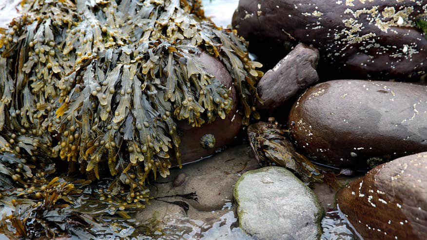 A close-up of seaweed on the beach.