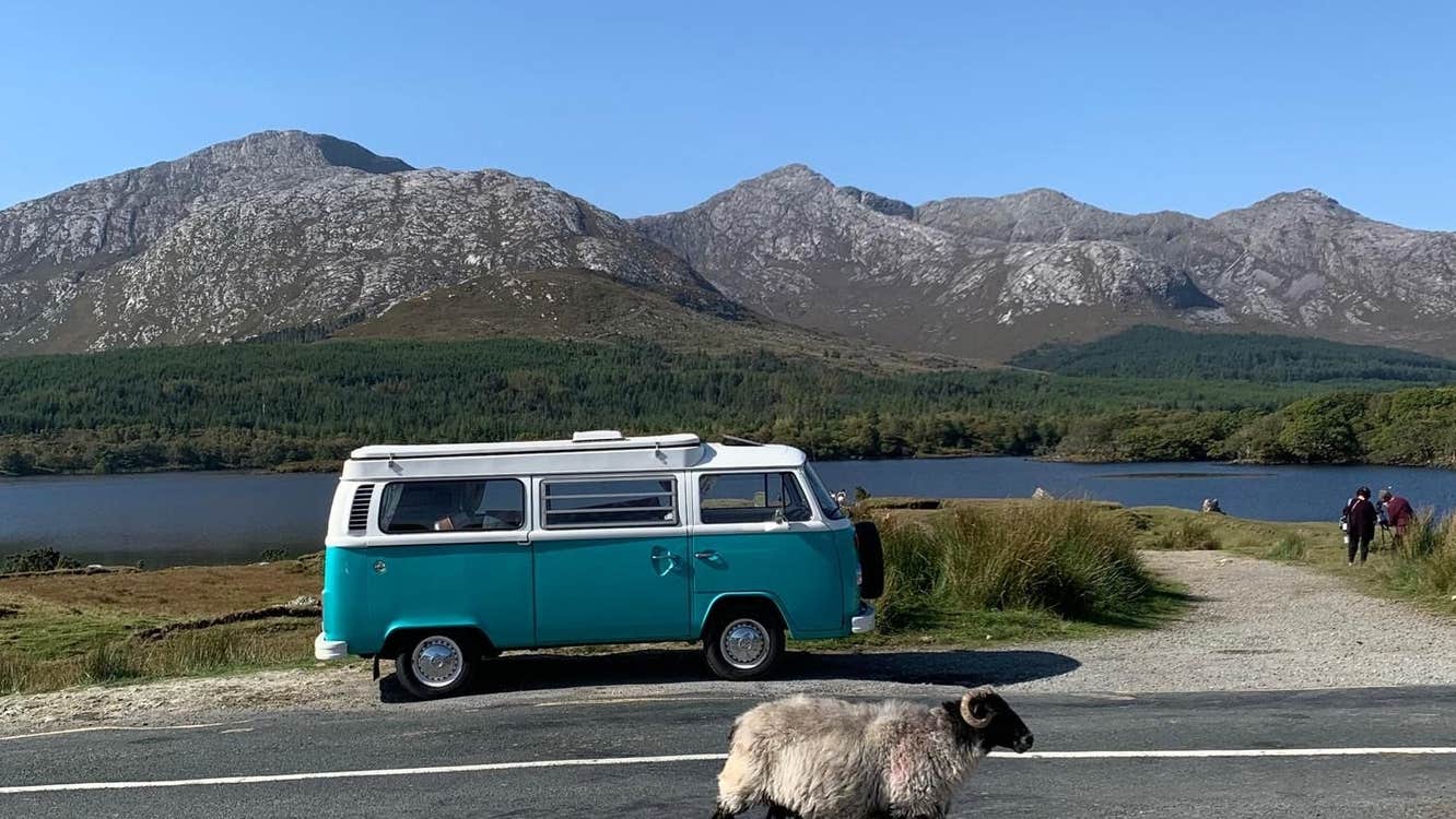 View of a parked VW retro campervan and a mountain sheep walking on a road