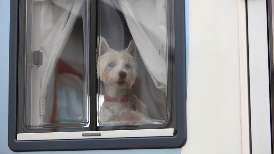 Dog looking out the window of a caravan at Clifden Eco Camping and Caravanning Park in Galway.