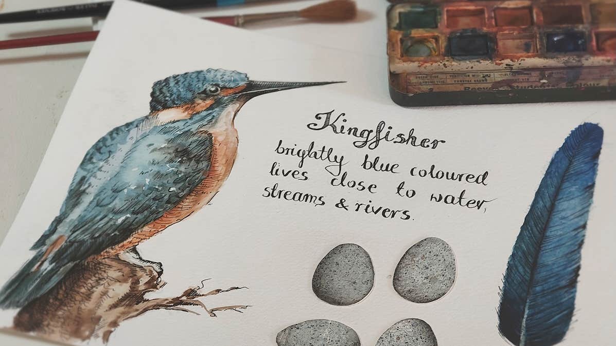 Beautiful drawing of a kingfisher in blue and red with text and eggs