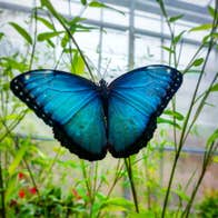 Blue butterfly resting on a plant stalk