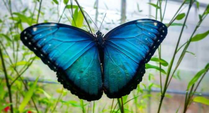 Blue butterfly resting on a plant stalk