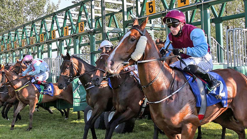 Tipperary Racecourse view of horses and jockeys ready to start the race