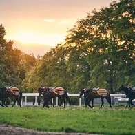 Horses with jockeys walking along side them holding their reins
