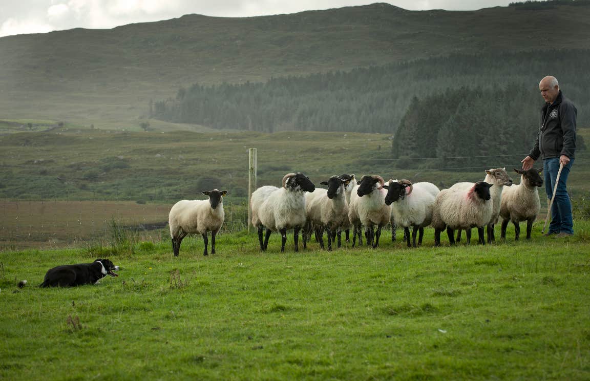 A farmer with his sheep and sheepdog at the Glengowla Mines & Family Farm Experience in Co Galway