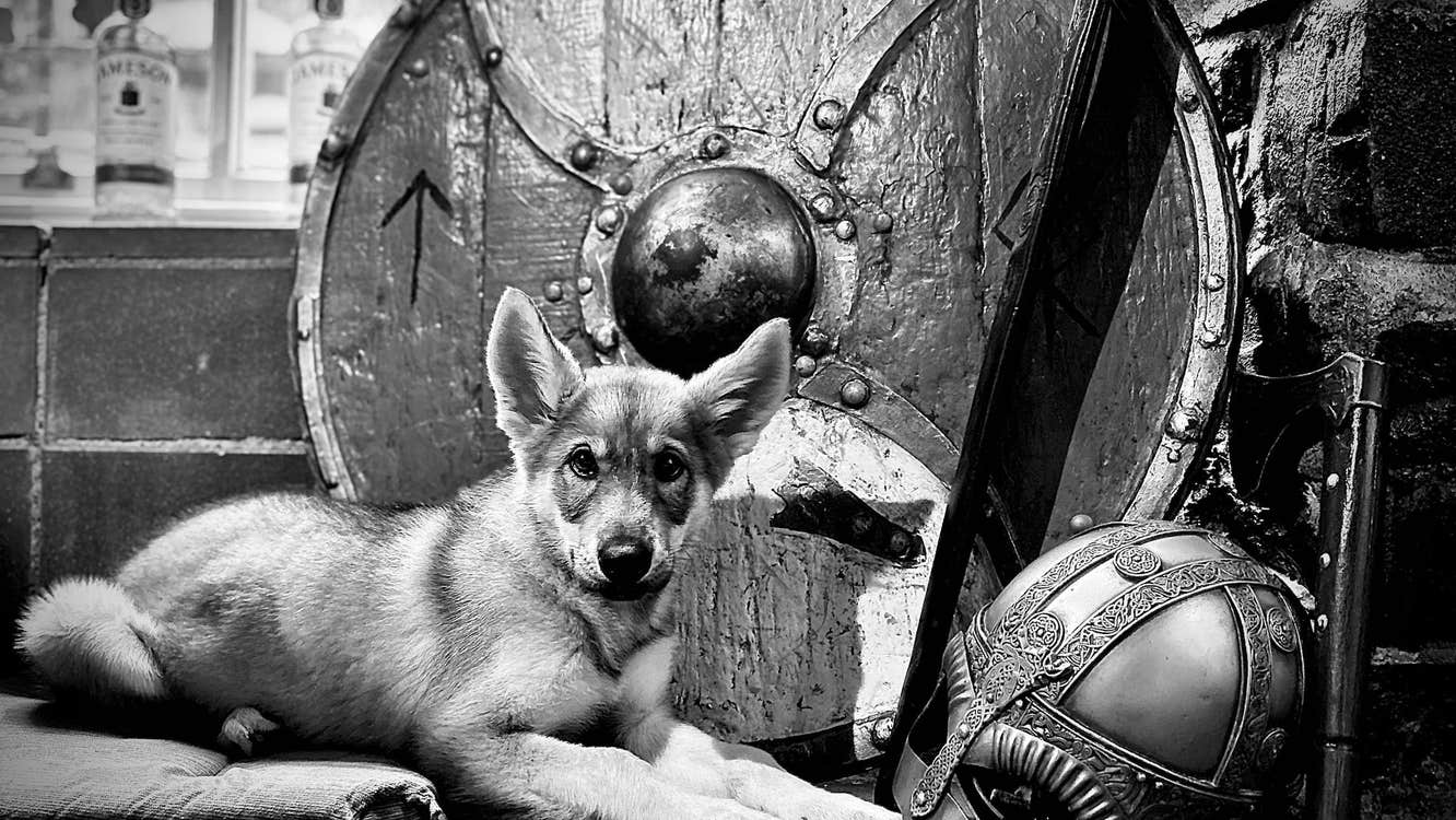 A dog posed with a Viking helmet and shield