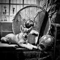 A dog posed with a Viking helmet and shield