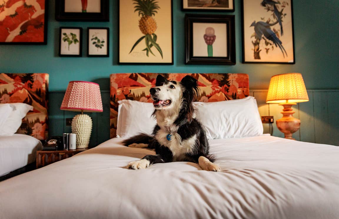 A dog sitting on a bed at Glasson Lakehouse, Co Westmeath