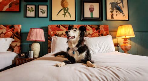 A dog sitting on a bed at Glasson Lakehouse, Co Westmeath