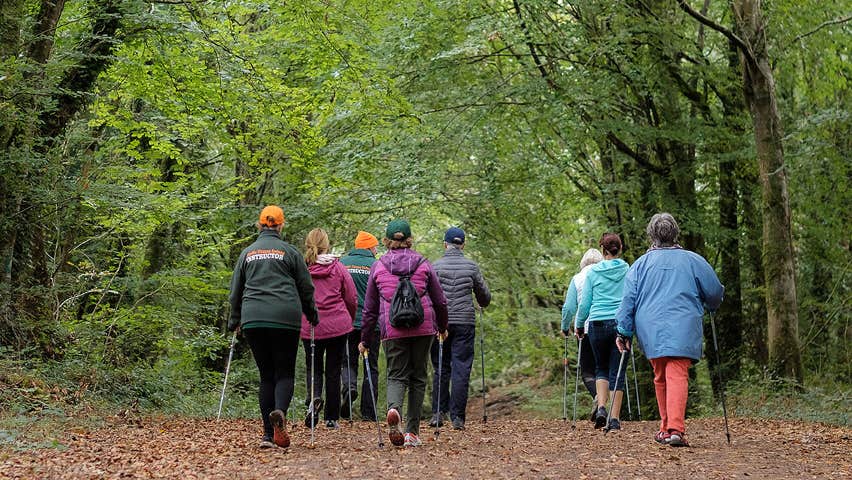 Nordic walking on a forest trail